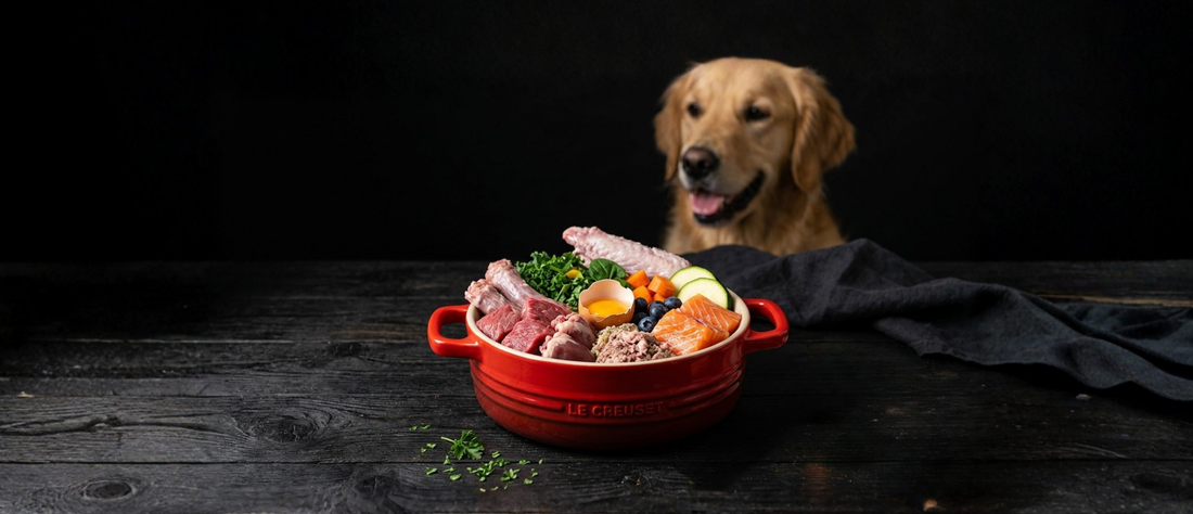 Why Fasting is Your Dog’s Secret Health Weapon